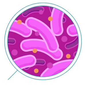 Bacteria PNG-43403